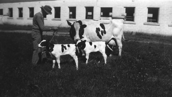 Black and white photograph of a man with two calfs and a large dairy cow in front of a farm building.