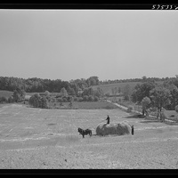 Farmer working on a field in Vienna, Virginia circa 1941.