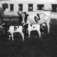 Black and white photograph of a man with two calfs and a large dairy cow in front of a farm building.